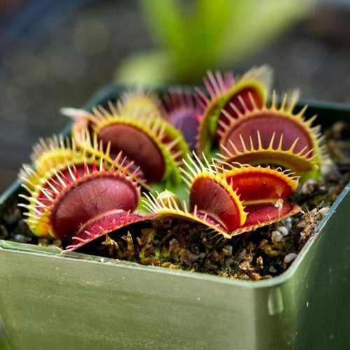 Flytrap Seed