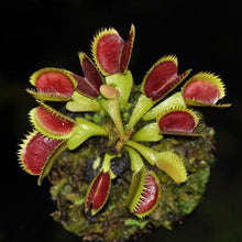Load image into Gallery viewer, Flytrap Seed